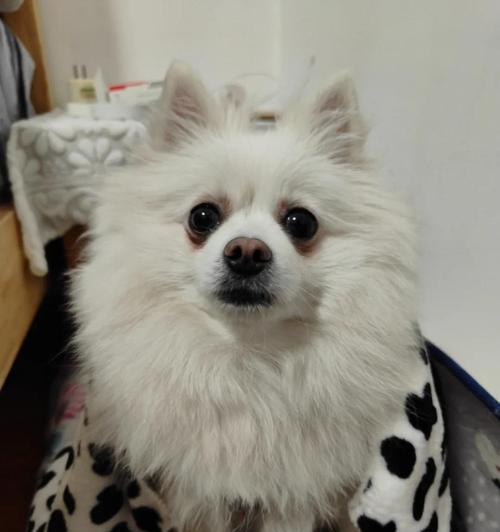 狗狗不吃饭呕吐泡沫粘液的原因及应对方法