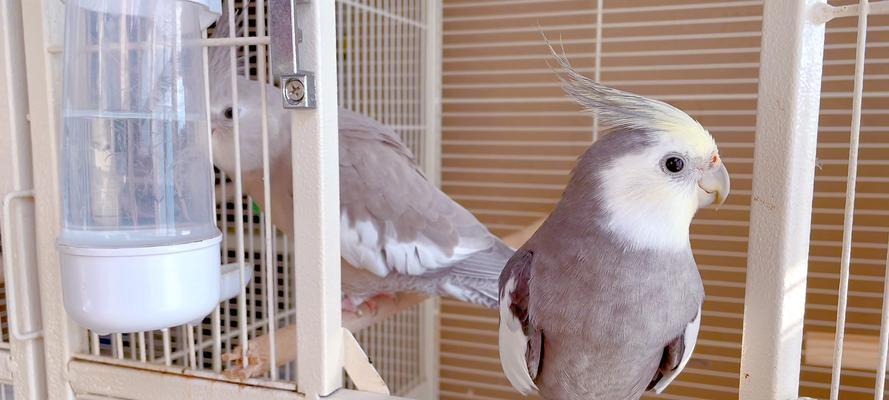 虎皮鹦鹉科学饲养指南:健康快乐成长全解析 虎皮鹦鹉科学饲养指南:健康快乐成长全解析