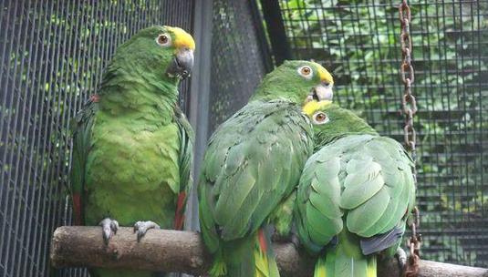 虎皮鹦鹉科学饲养指南:健康快乐成长全解析 虎皮鹦鹉科学饲养指南:健康快乐成长全解析