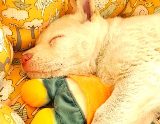 白龙古老犬种：高智商警犬的特质与训练要点