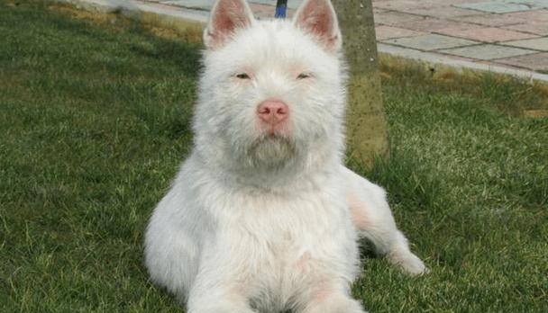 白龙古老犬种：高智商警犬的特质与训练要点