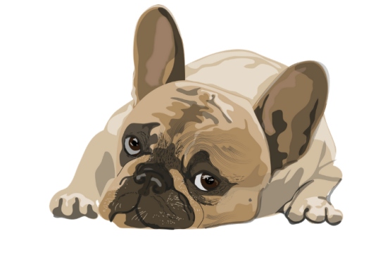 犬细小病毒不会传染人,但犬间传播需警惕 犬细小病毒不会传染人,但犬间传播需警惕