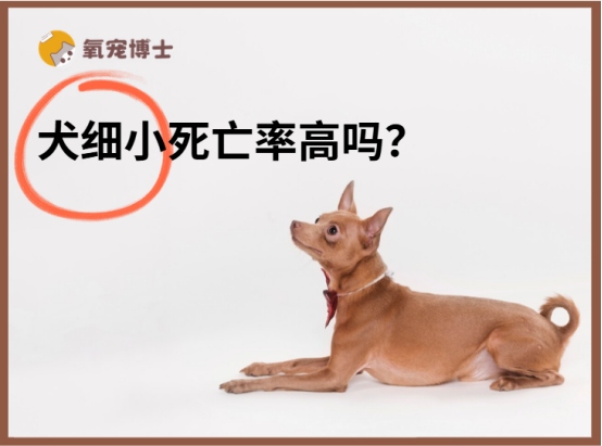 狗狗细小病毒死亡率高吗？关键因素决定存活希望
