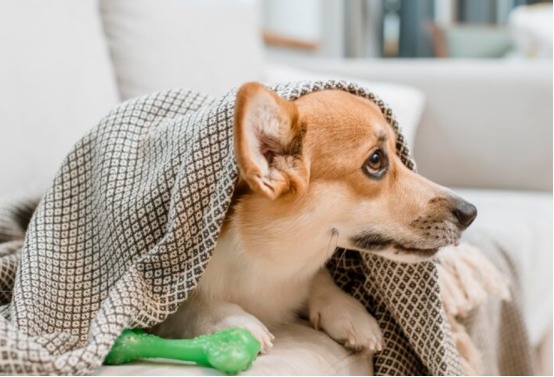 犬细小病毒不会传染人,但犬间传播需警惕 犬细小病毒不会传染人,但犬间传播需警惕