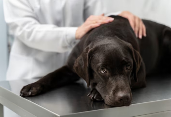 犬细小病毒不会传染人,但犬间传播需警惕 犬细小病毒不会传染人,但犬间传播需警惕