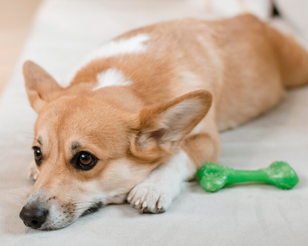 狗狗牙龈发白可能预示贫血或疾病 狗狗牙龈发白可能预示贫血或疾病