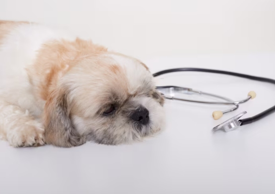 狗狗细小病毒死亡率高吗？关键因素决定存活希望