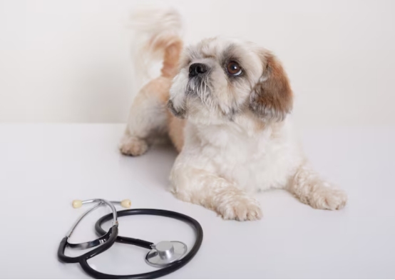 狗狗细小病毒死亡率高吗？关键因素决定存活希望