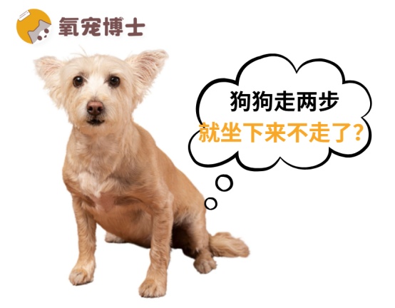 狗狗走几步就坐下可能预示关节或心脏问题