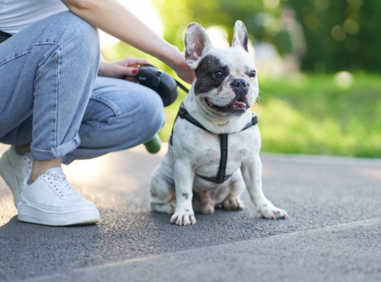 狗狗走几步就坐下可能预示关节或心脏问题