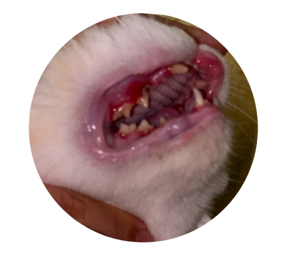 猫咪口炎原因与治疗方案全解析 猫咪口炎原因与治疗方案全解析