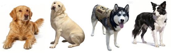 热门狗狗品种优缺点合集 宠物伴侣怎么选