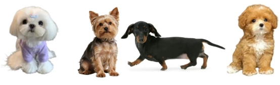 热门狗狗品种优缺点合集 宠物伴侣怎么选