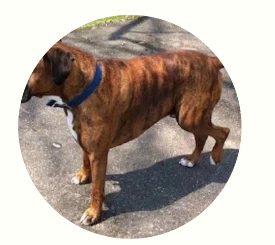 狗狗走几步就坐下可能预示关节或心脏问题