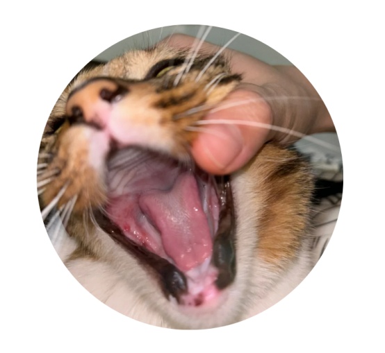 猫咪口炎原因与治疗方案全解析 猫咪口炎原因与治疗方案全解析