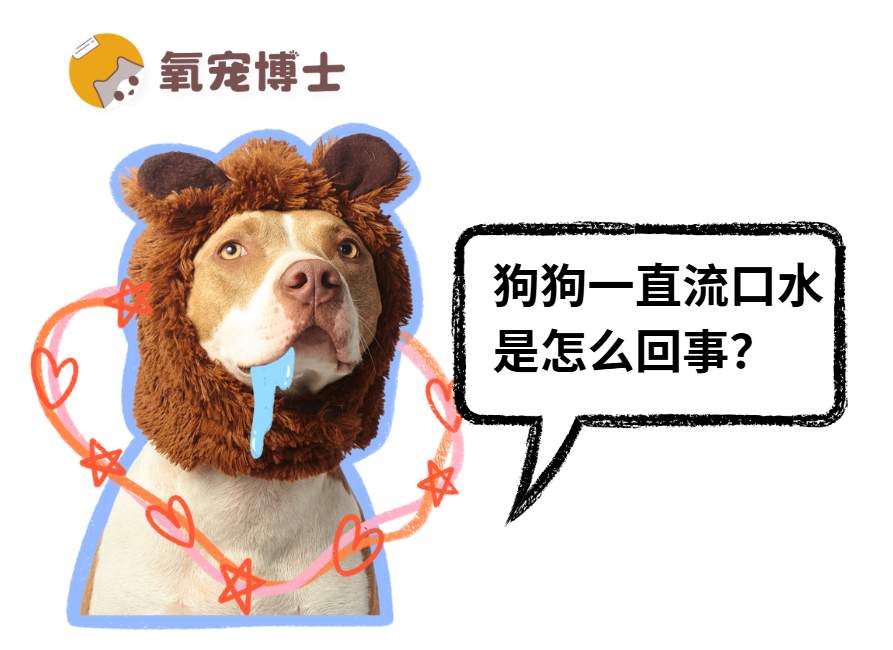 狗狗突然大量流口水的常见原因及应对方法