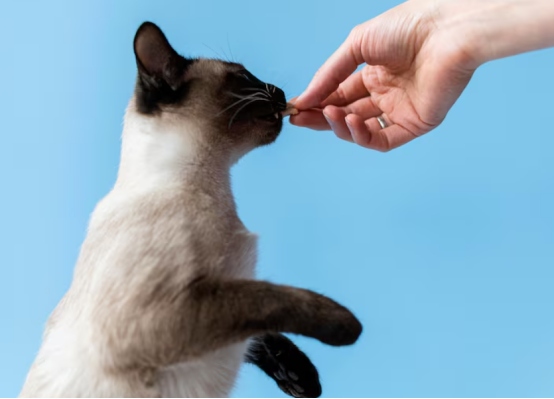 猫咪心脏健康饮食指南，哪些食物最有益