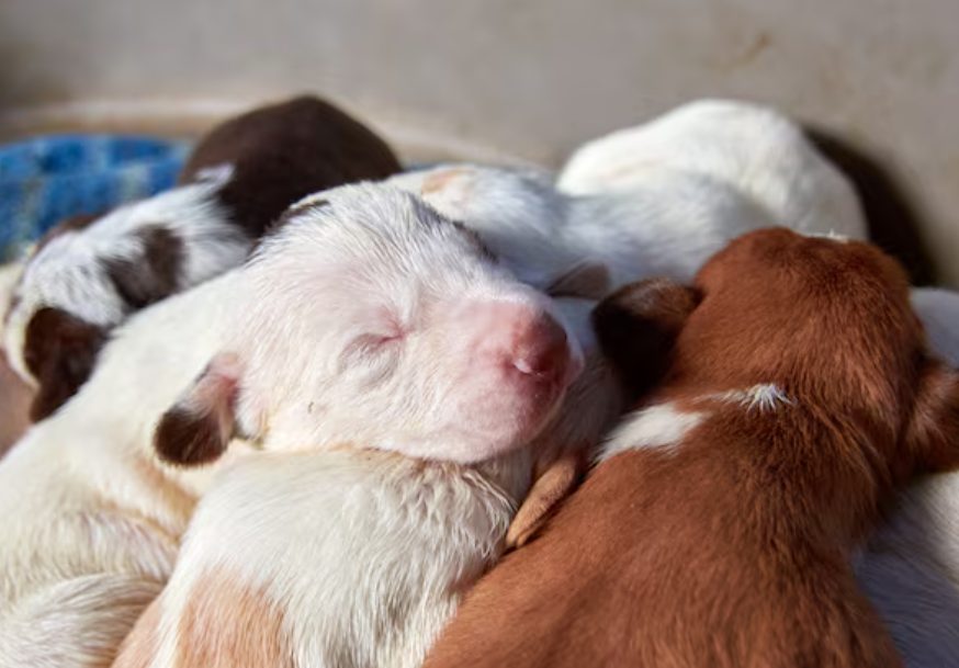 狗狗分娩前的征兆与生产准备指南