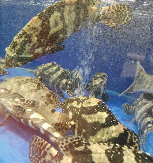 猛鱼生态特征与水域作用全解析