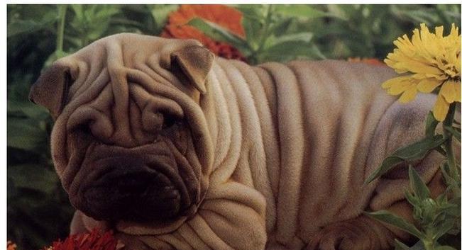 沙皮犬的魅力特质与科学养护指南