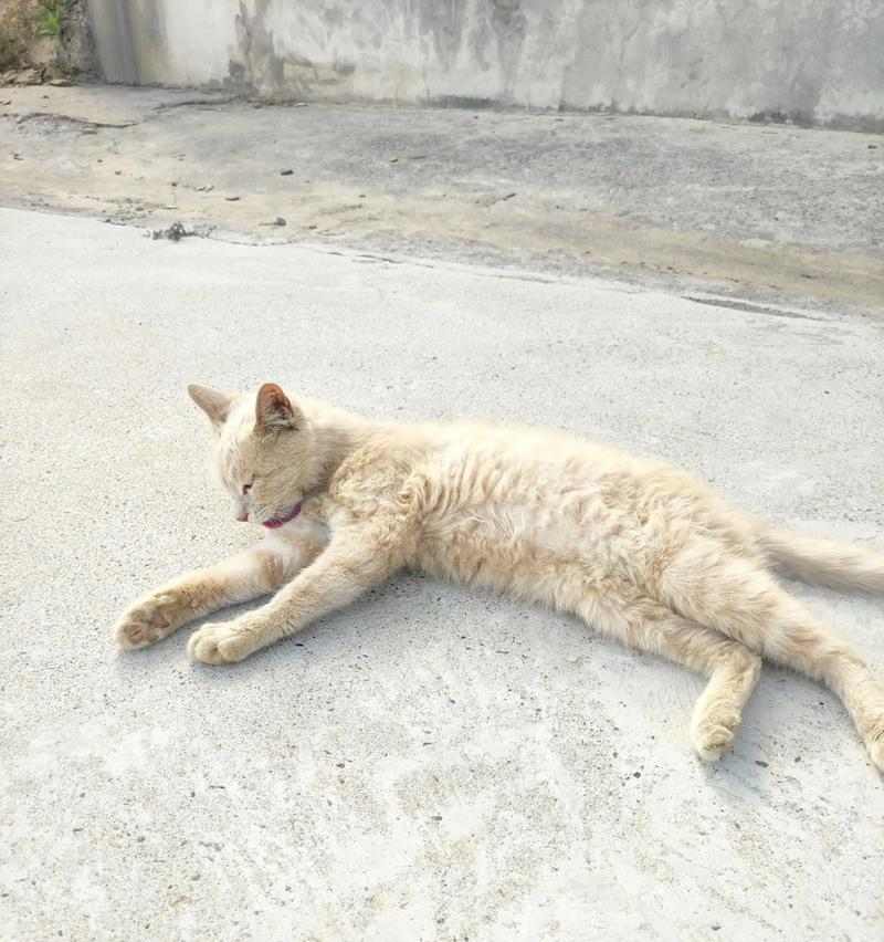 猫咪抓鼠能力提升指南：饮食与训练的关键