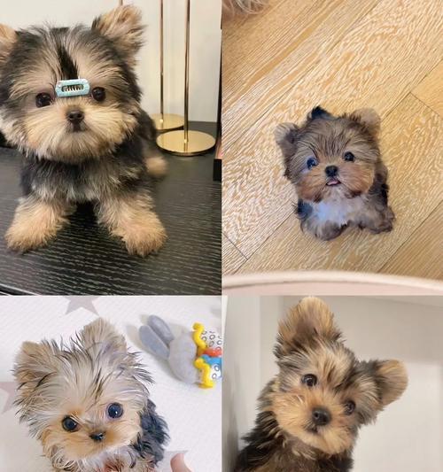 约克夏犬特点与饲养全攻略：性格、护理与家庭适应性