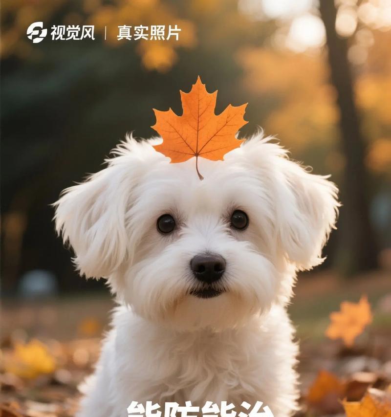 狗的免疫力研究：与人类的差异及医学应用前景