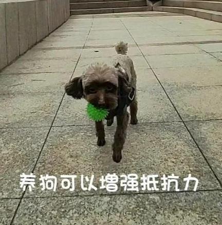 狗的免疫力研究：与人类的差异及医学应用前景