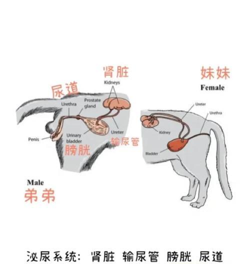 猫尿道结石防治全攻略，守护猫咪泌尿健康