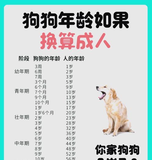 狗的免疫力研究：与人类的差异及医学应用前景