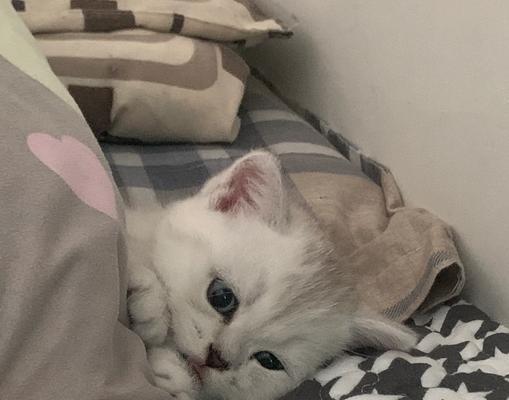 幼猫与人共眠的重要性：促进健康成长与情感联结