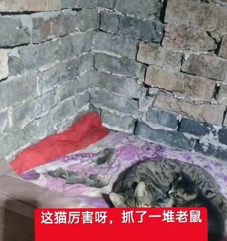 猫咪抓鼠能力提升指南：饮食与训练的关键