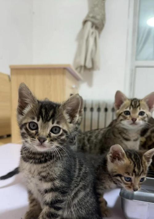 美短豹猫混血:野性与优雅的完美融合 美短豹猫混血:野性与优雅的完美融合