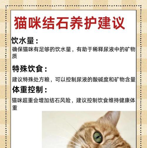 猫尿道结石防治全攻略，守护猫咪泌尿健康