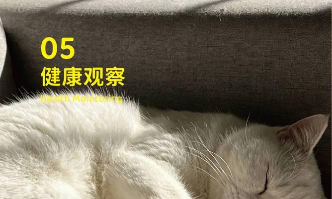 幼猫与人共眠的重要性：促进健康成长与情感联结