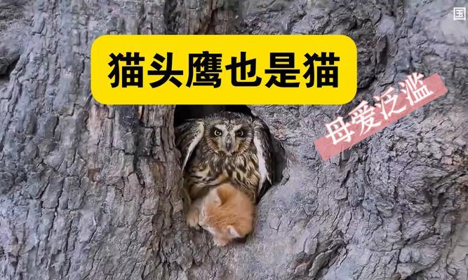 猫咪抓鼠能力提升指南：饮食与训练的关键