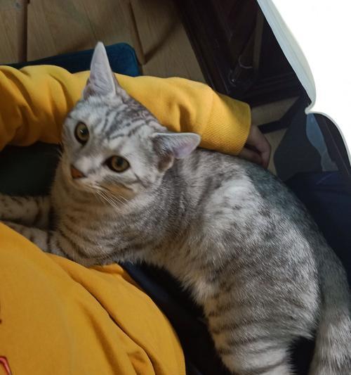 美短豹猫混血:野性与优雅的完美融合 美短豹猫混血:野性与优雅的完美融合