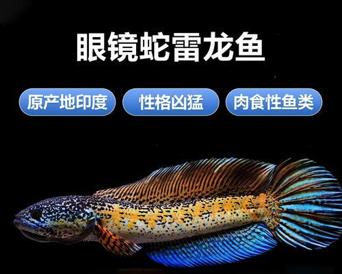 猛鱼生态特征与水域作用全解析