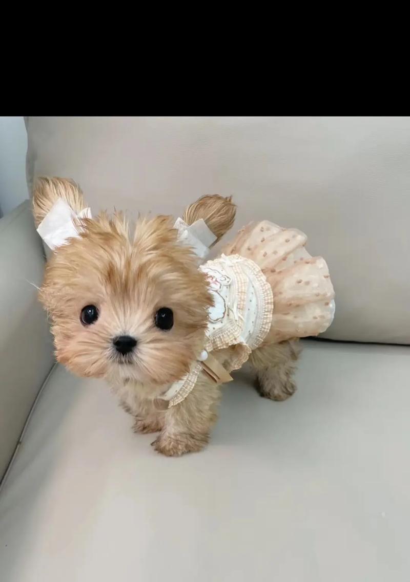 约克夏犬特点与饲养全攻略：性格、护理与家庭适应性