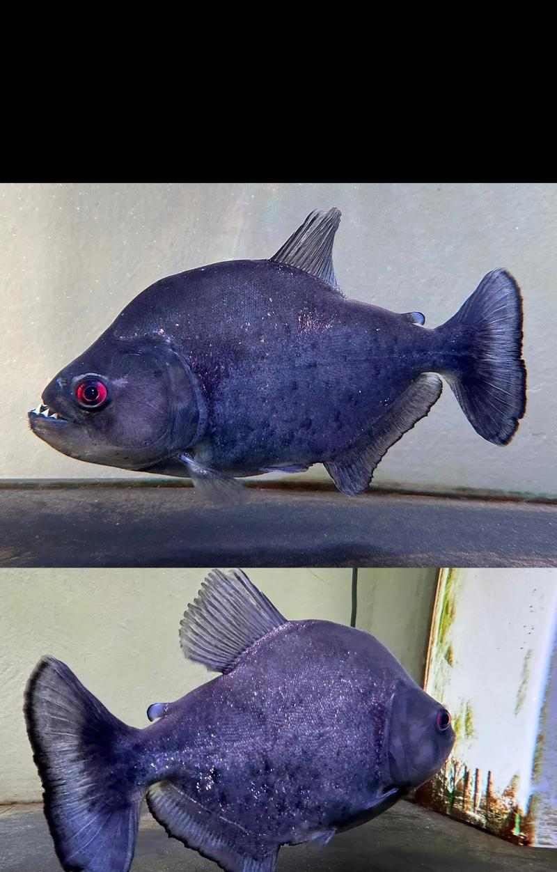 猛鱼生态特征与水域作用全解析