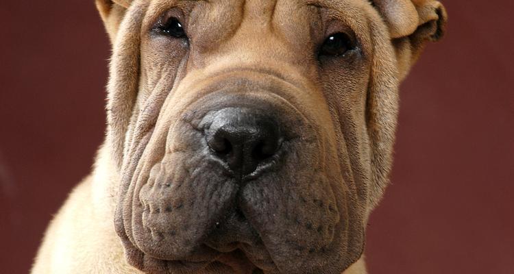 沙皮犬的魅力特质与科学养护指南