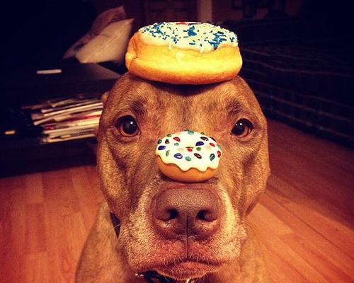 比特犬一生能认几个主人?情感纽带的深远影响 比特犬一生能认几个主人?情感纽带的深远影响