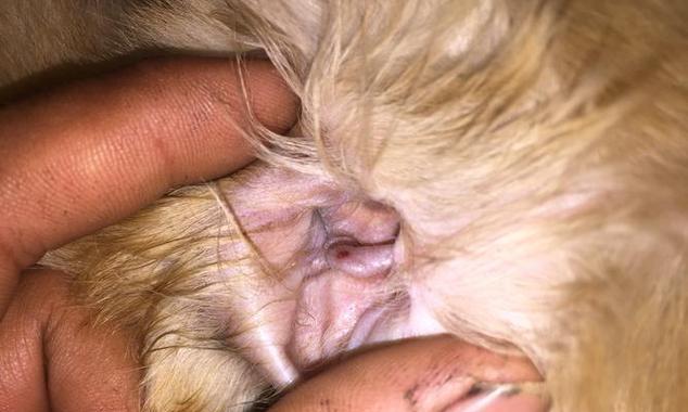 狗狗耳朵豁口的奥秘:功能、原因与保养 狗狗耳朵豁口的奥秘:功能、原因与保养