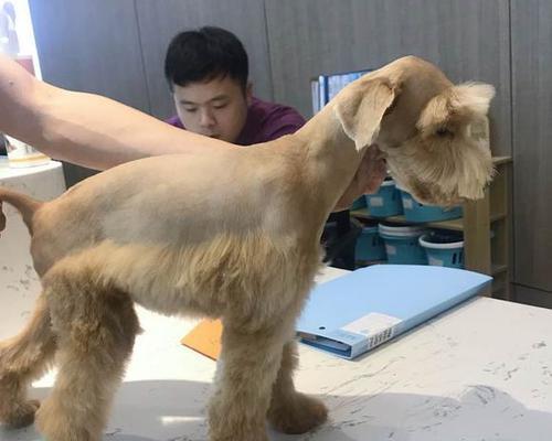 雪纳瑞黄毛问题原因解析与解决方案 雪纳瑞黄毛问题原因解析与解决方案