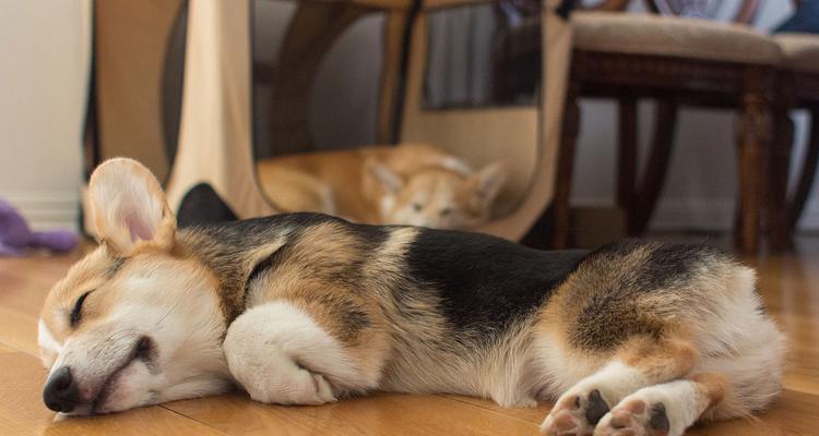 茶杯犬来源解析与购买风险全攻略 茶杯犬来源解析与购买风险全攻略