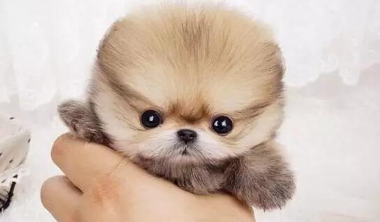 茶杯犬来源解析与购买风险全攻略 茶杯犬来源解析与购买风险全攻略