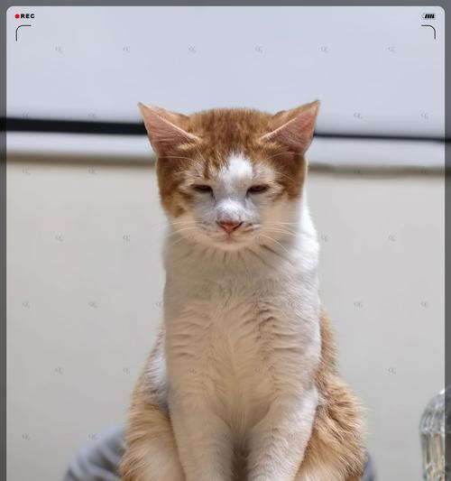 猫咪肚子为何总是瘪的?解析消化系统与体态原因 猫咪肚子为何总是瘪的?解析消化系统与体态原因