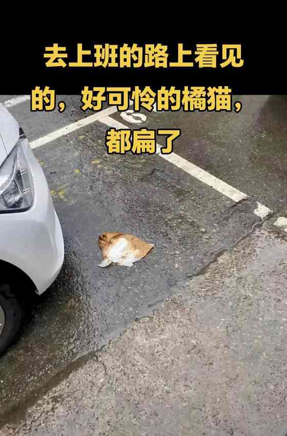 猫咪肚子为何总是瘪的?解析消化系统与体态原因 猫咪肚子为何总是瘪的?解析消化系统与体态原因