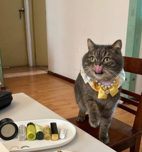 猫咪粪便检查的15个关键指标与健康意义 猫咪粪便检查的15个关键指标与健康意义