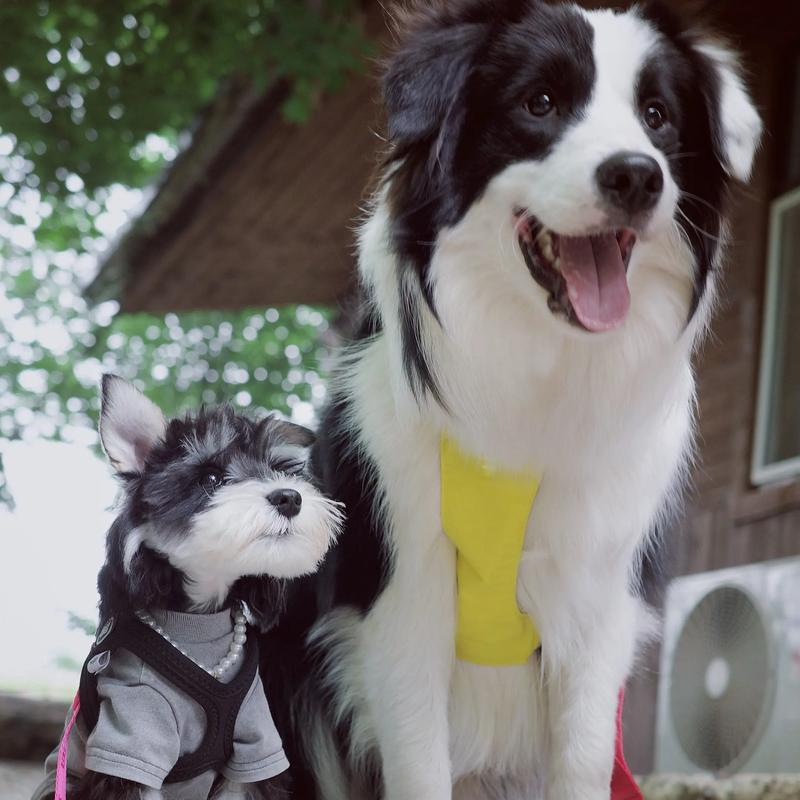 雪纳瑞黄毛问题原因解析与解决方案 雪纳瑞黄毛问题原因解析与解决方案